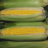 Насіння кукурудзи Золотий початок Агромаксі 20 г - купити | Good Harvest