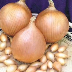 Корадо F1 лук севок 10/21 озимый ультраранний овальный Top Onion Нидерланды 0,5 кг
