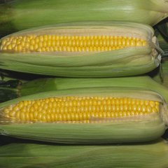 Семена кукурузы Золотой початок Агромакси 20 г
