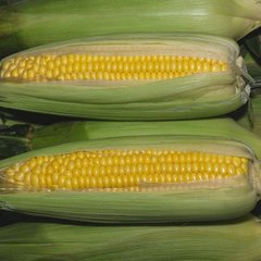 Насіння кукурудзи Золотий початок Агромаксі 20 г
