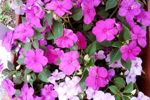 Яркие краски до морозов - сажаем цветы в августе узнать больше