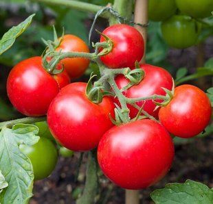 Насіння томату Дубок Gl Seeds 0,25 г 11.3394 фото