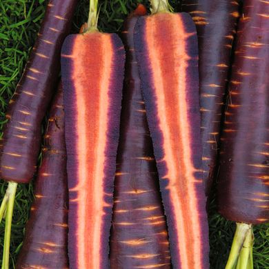 Семена моркови Пурпурный космос 100 шт 11.1053 фото