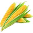 Семена саханой кукурузы