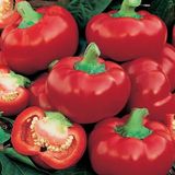 Семена перца Колобок красный 0,1 г - купить | Good Harvest