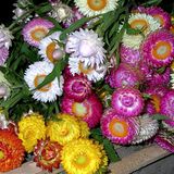 Насіння квіткової суміші Ікебана Gl Seeds 0,5 г - купити | Good Harvest