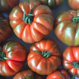 Насіння томатів Ред Кой F1 Yuksel Tohum Леда 5 шт - купити | Good Harvest