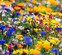 Насіння квіткової суміші Запашний сад Hem Zaden 30 г/50 кв.м 18.0007 фото