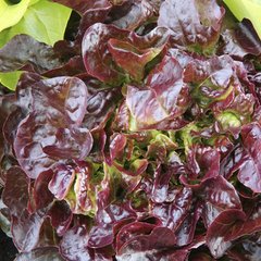 Насіння салату листового Ред Пік Satimex Садиба-Традиція 0,5 г