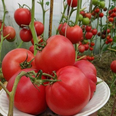 Насіння томатів Малинівка безрозсадний Агромаксі 0,4 г 11.1339 фото