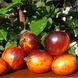 Насіння томатів Гаргамель Буш Сонячний Март 12 шт