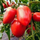 Семена томата Пинк крос F1 F1 Libra Seeds 8 шт 11.3401 фото
