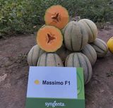 Семена дыни Массимо F1 Syngenta 5 шт - купить | Good Harvest