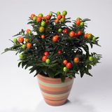 Насіння пасльону ложноперечний (Solanum pseudocapsicum) 0,2 г - купити | Good Harvest