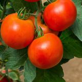 Насіння томатів Галактика безрозсадний Агромаксі, 0,4 г - купити | Good Harvest