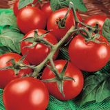 Насіння томатів Манімейкер 0,1 г - купити | Good Harvest