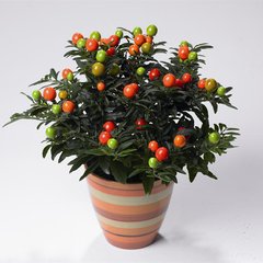 Насіння пасльону ложноперечний (Solanum pseudocapsicum) 0,2 г
