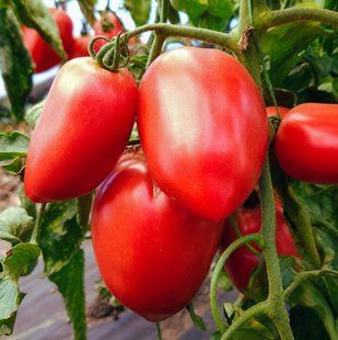 Насіння томату Пінк крос F1 F1 Libra Seeds 8 шт 11.3401 фото