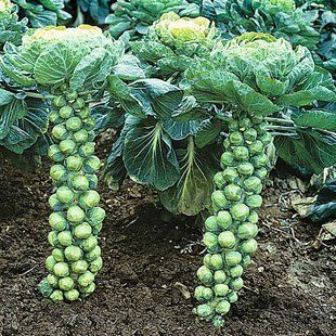 Насіння капусти брюссельської Абакус F1 Syngenta 10 шт 11.1006 фото