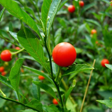 Насіння пасльону ложноперечний (Solanum pseudocapsicum) 0,2 г 10.1645 фото