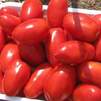 Насіння томатів Інкас F1 Nunhems Zaden Садиба 100 шт 11.3000 фото