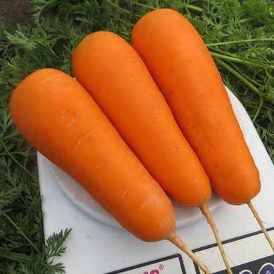 Семена моркови Боливар F1 Clause 0,5 г 11.2809 фото