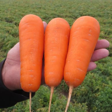Насіння моркви Болівар F1 Clause 0,5 г 11.2809 фото