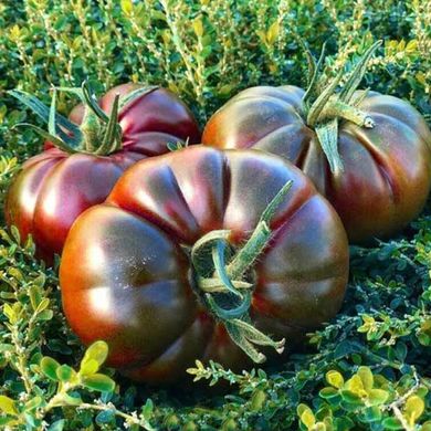 Семена томатов Браун Кой F1 Yuksel Tohum Леда 5 шт 11.2470 фото