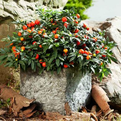 Семена паслена ложноперечного (Solanum pseudocapsicum) 0,2 г 10.1645 фото