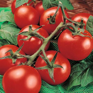 Насіння томатів Манімейкер 0,1 г 11.1340 фото