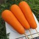 Насіння моркви Болівар F1 Clause 0,5 г