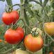 Насіння томатів Манімейкер 0,1 г