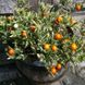 Семена паслена ложноперечного (Solanum pseudocapsicum) 0,2 г
