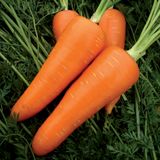 Насіння моркви Мірафлорес F1 Clause Садиба Центр 400 шт - купити | Good Harvest