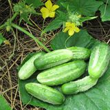 насіння огірків Бочковий засол F1 Агромаксі 0,3 г - купити | Good Harvest
