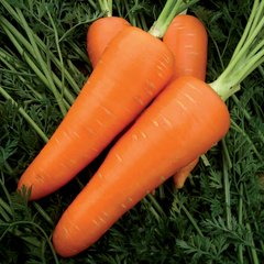 Насіння моркви Мірафлорес F1 Clause Садиба Центр 400 шт 11.2810 фото