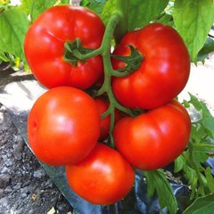 Семена томатов Геркулес Gl Seeds 0,25 г 11.2036 фото