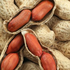 Семена арахиса Валенсия Украинская Gl Seeds 25 шт 11.1568 фото