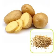 Насіння картоплі Ілона 0,02 г 11.1804 фото