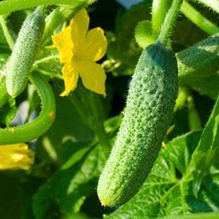 Насіння огірків Крихітка з Шанхая F1 Gl Seeds 10 шт 11.1913 фото