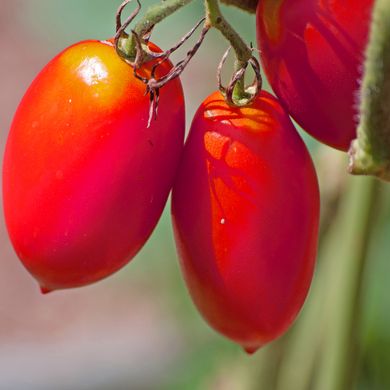 Семена томатов Новичок 0,1 г 11.1379 фото