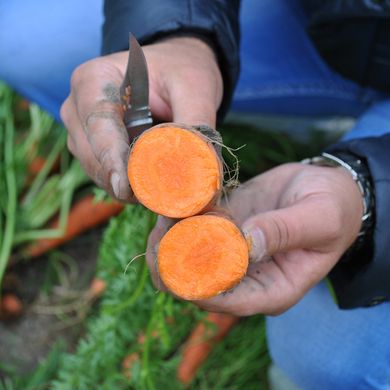 Насіння моркви Мірафлорес F1 Clause Садиба Центр 400 шт 11.2810 фото