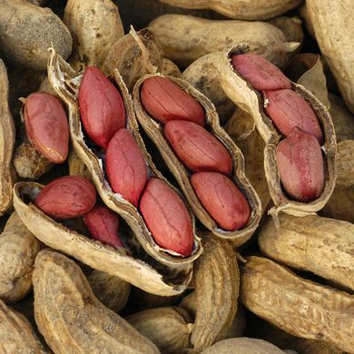 Семена арахиса Валенсия Украинская Gl Seeds 25 шт 11.1568 фото