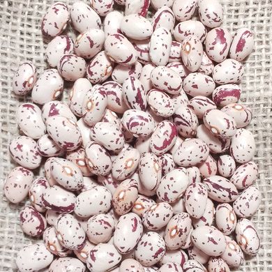 Семена фасоли на зерно Ласточка Яскрава 30 г 11.1601 фото