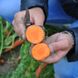 Насіння моркви Мірафлорес F1 Clause Садиба Центр 400 шт