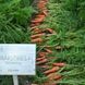 Семена моркови Мирафлорес F1 Clause Садыба Центр 400 шт