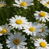 Насіння ромашки садової Снігова Леді 0,5 г купити | Good Harvest