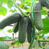 Семена огурцов Каролина F1 Lark Seeds Садыба Центр 10 нас - купить | Good Harvest