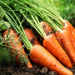 Насіння моркви Сластьона Яскрава 10 г 11.2811 фото