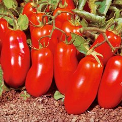 Насіння томатів Гладіс F1 Esasem Леда Агро 20 шт